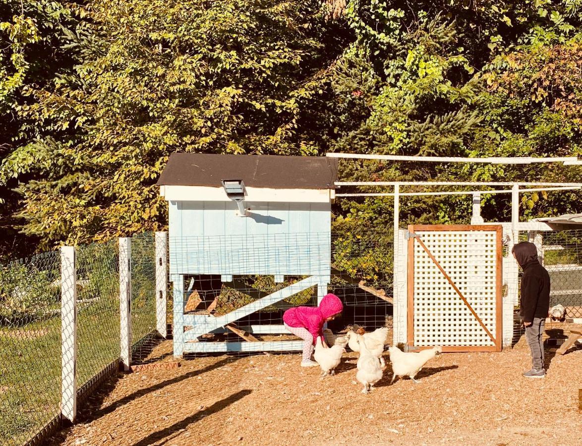 Arcady Mountain Motor Lodge Sunderland Zewnętrze zdjęcie